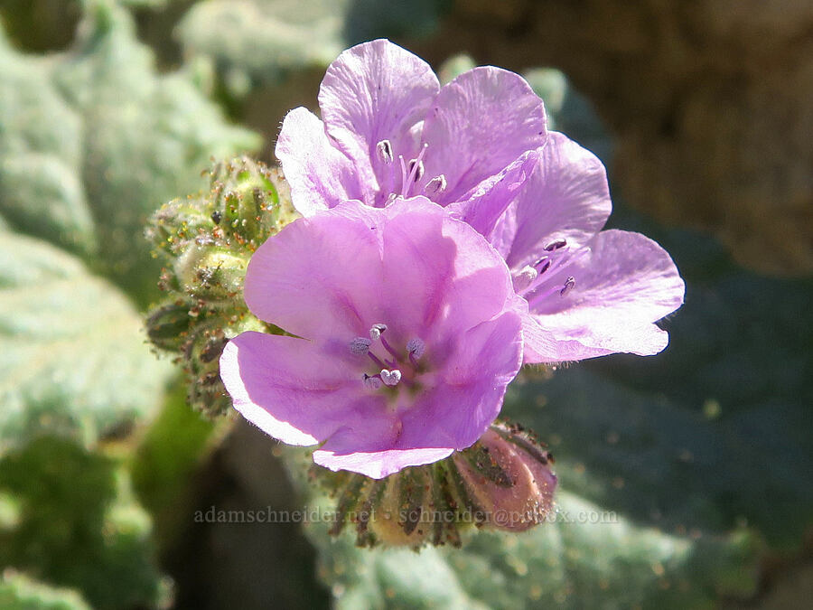 caltha-leaf phacelia (Phacelia calthifolia) [Mormon Point, Death Valley National Park, Inyo County, California]