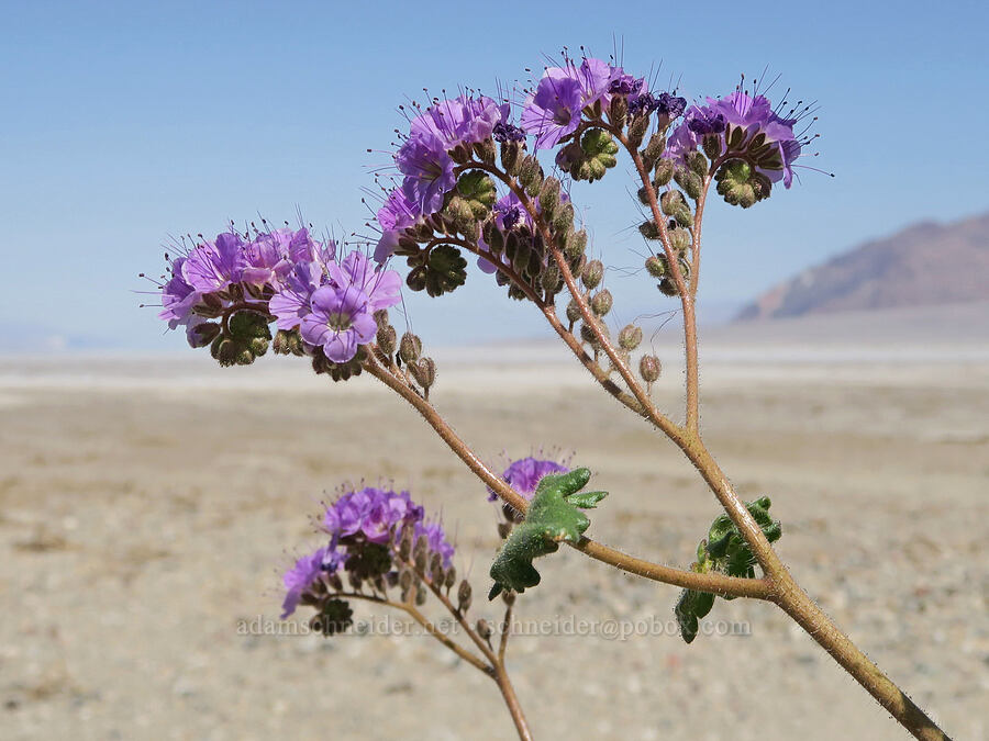 notch-leaf phacelia (Phacelia crenulata var. crenulata) [Badwater Road, Death Valley National Park, Inyo County, California]