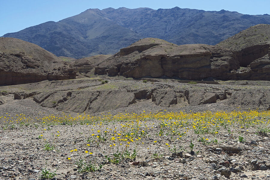 desert gold (Geraea canescens) [near Sidewinder Canyon, Death Valley National Park, Inyo County, California]