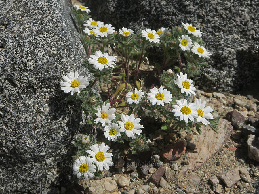 Mojave desert-stars (Monoptilon bellioides) [near Sidewinder Canyon, Death Valley National Park, Inyo County, California]