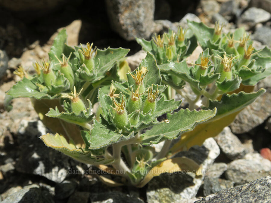 Panamint blazing-star, budding & fruiting (Mentzelia reflexa) [near Sidewinder Canyon, Death Valley National Park, Inyo County, California]