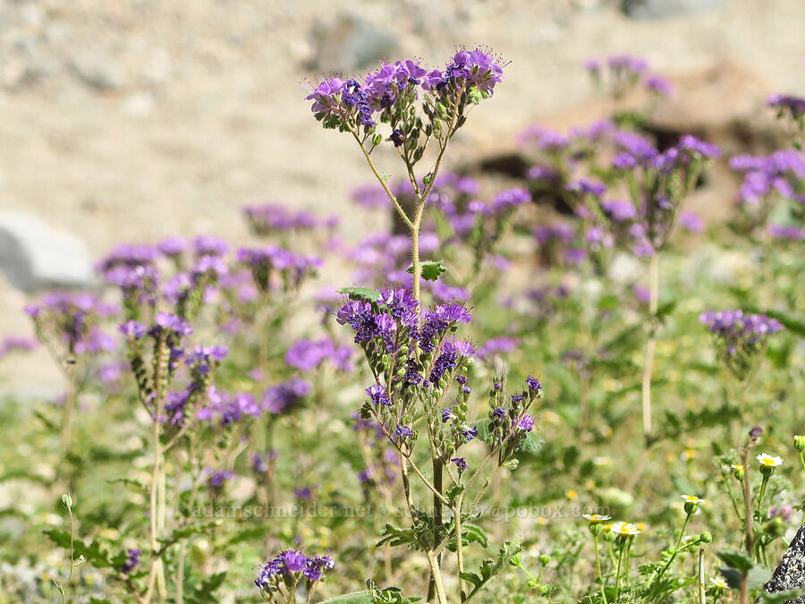 notch-leaf phacelia (Phacelia crenulata) [near Sidewinder Canyon, Death Valley National Park, Inyo County, California]
