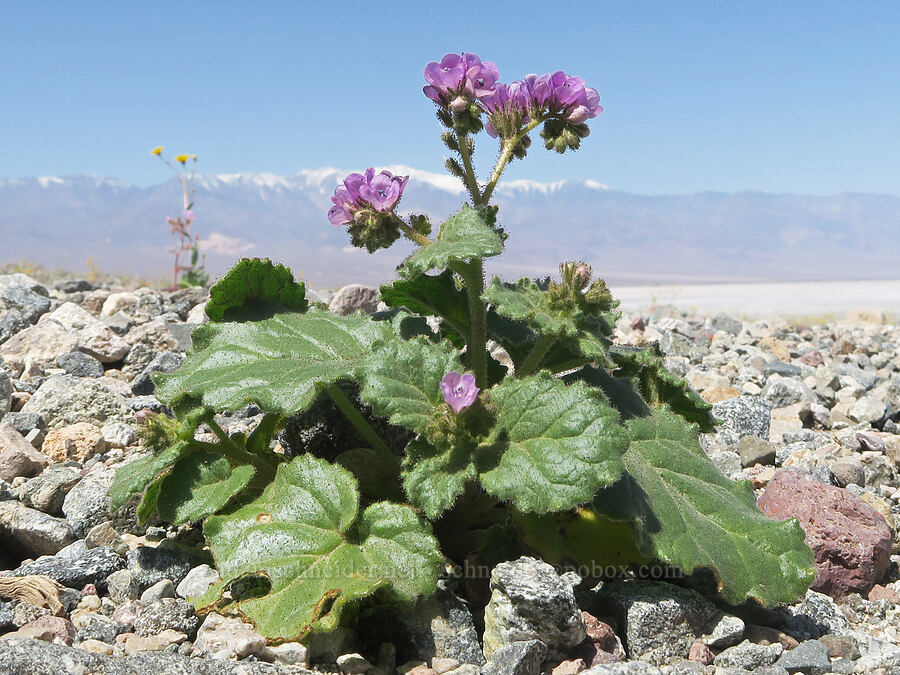 caltha-leaf phacelia (Phacelia calthifolia) [near Sidewinder Canyon, Death Valley National Park, Inyo County, California]