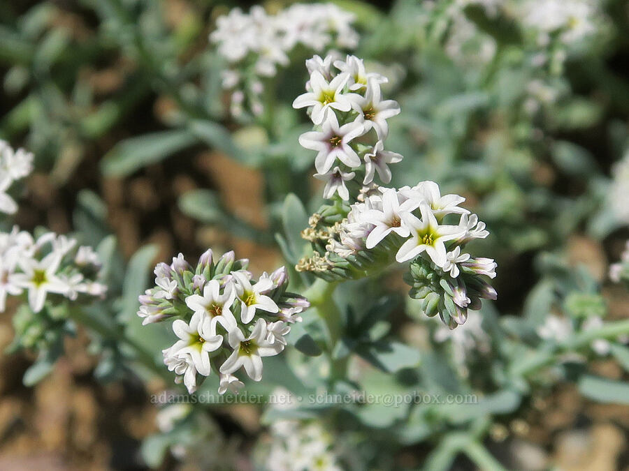 salt heliotrope (Heliotropium curassavicum) [Furnace Creek, Death Valley National Park, Inyo County, California]