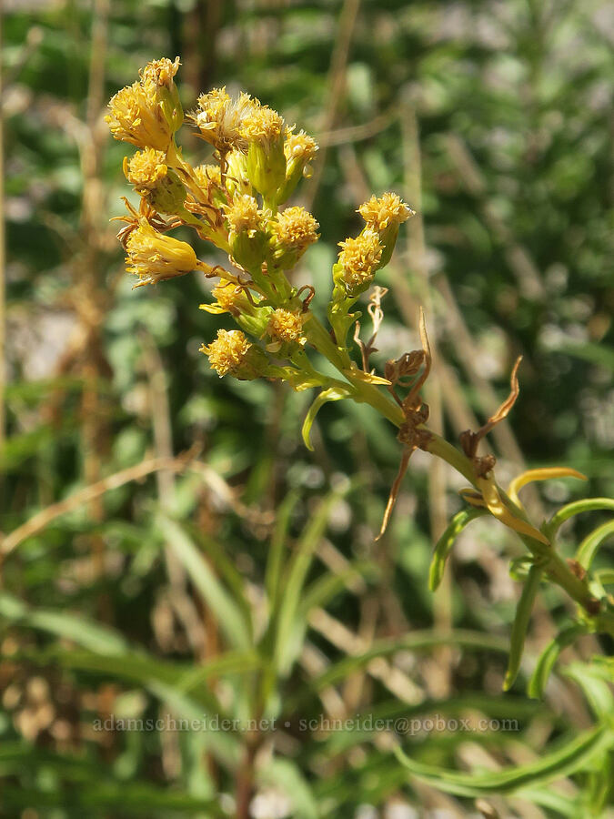 southern goldenrod (Solidago confinis (Solidago spectabilis var. confinis)) [Furnace Creek, Death Valley National Park, Inyo County, California]