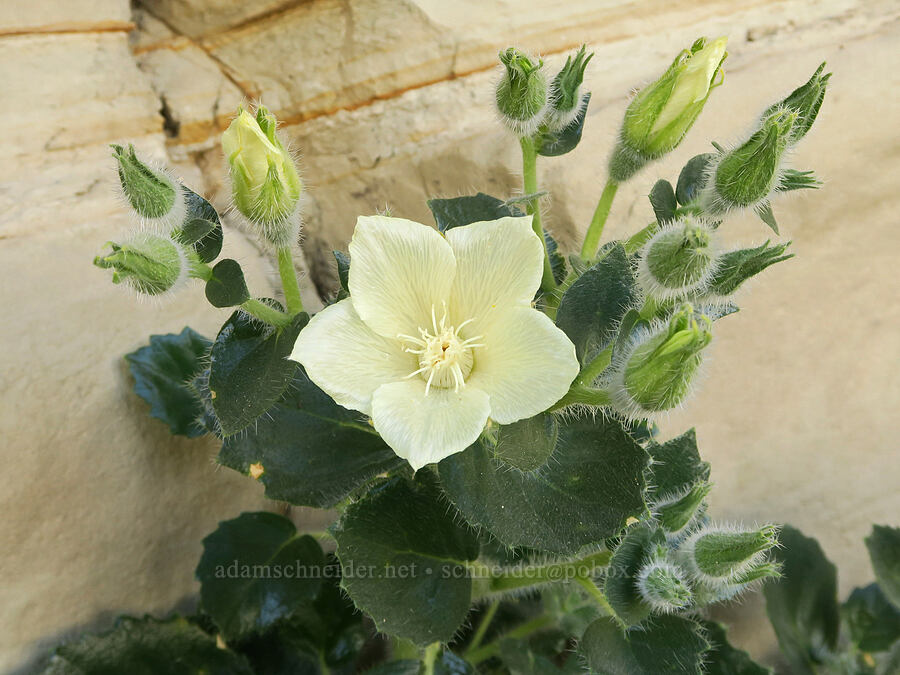 rock nettle (Eucnide urens) [Hole-in-the-Wall Road, Death Valley National Park, Inyo County, California]