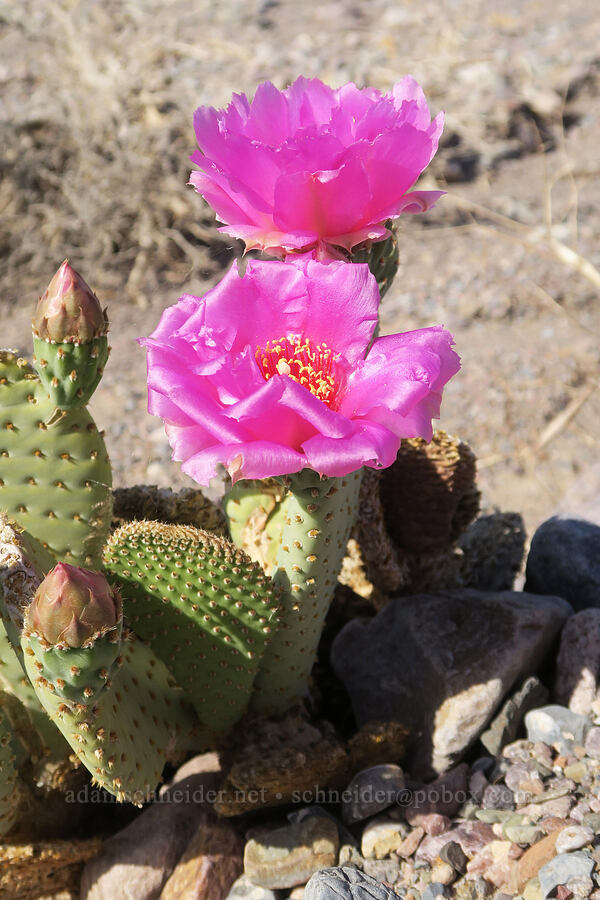 beaver-tail cactus (Opuntia basilaris var. basilaris) [Echo Canyon Road, Death Valley National Park, Inyo County, California]