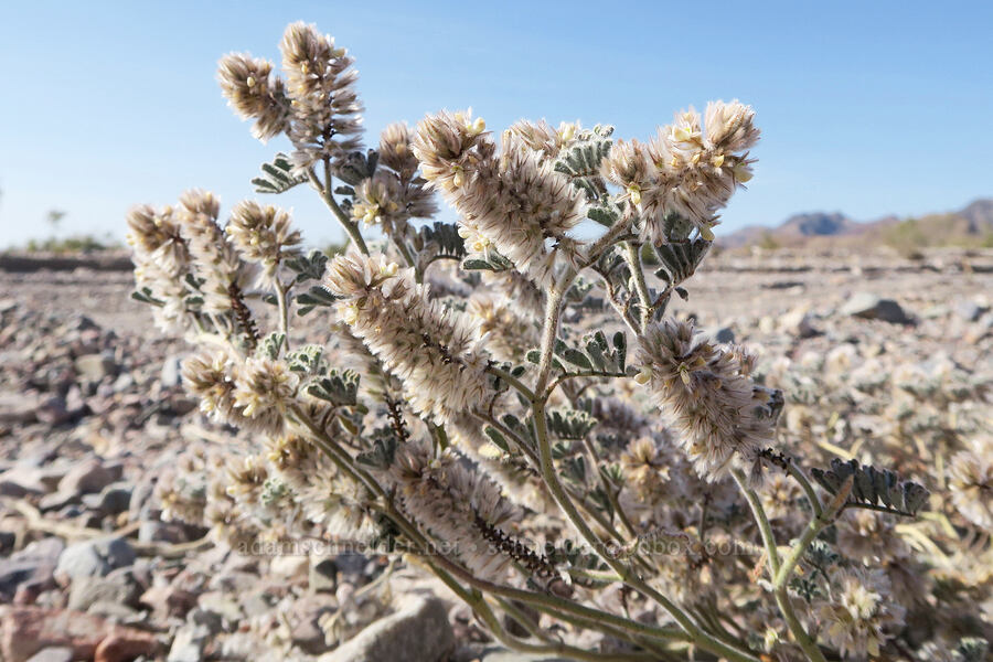 soft prairie-clover (Dalea mollissima) [Echo Canyon Road, Death Valley National Park, Inyo County, California]