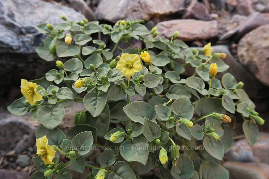 thick-leaf ground-cherry (Physalis crassifolia) [Echo Canyon, Death Valley National Park, Inyo County, California]