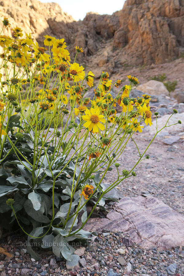 brittlebush (Encelia farinosa) [Echo Canyon, Death Valley National Park, Inyo County, California]