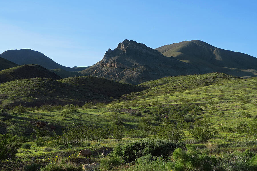 Peak 4390 & hills above Boundary Canyon [Daylight Pass Road, Death Valley National Park, Inyo County, California]