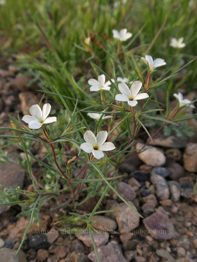 Jones' linanthus (Linanthus jonesii) [Chloride City Road, Death Valley National Park, Inyo County, California]