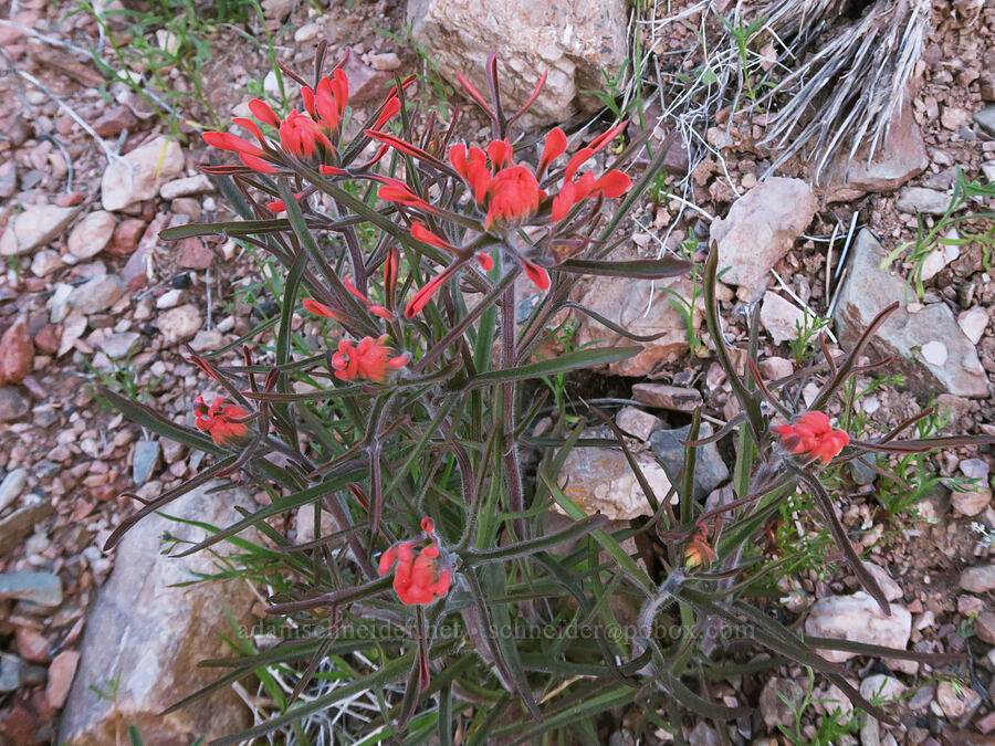 desert paintbrush (Castilleja chromosa) [Chloride City Road, Death Valley National Park, Inyo County, California]
