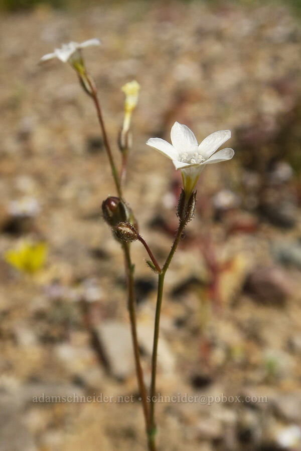 star gilia (Gilia stellata) [Grapevine Mountains, Death Valley National Park, Inyo County, California]