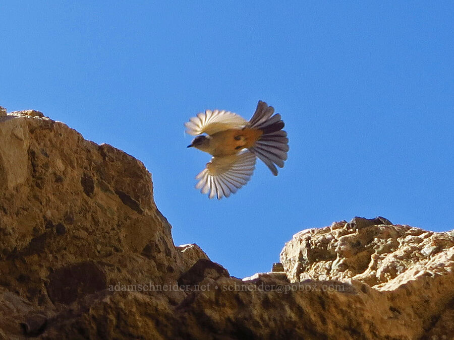 Say's phoebe (Sayornis saya) [Hole-in-the-Rock Spring, Death Valley National Park, Inyo County, California]