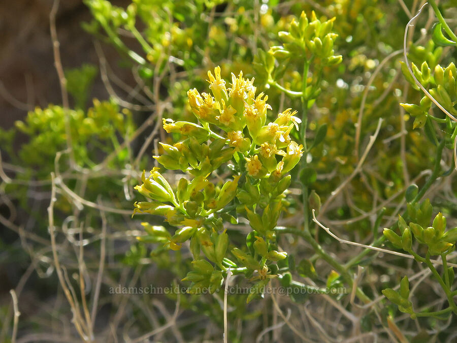Fremont's chaff-bush (Amphipappus fremontii var. fremontii) [Grapevine Mountains, Death Valley National Park, Inyo County, California]