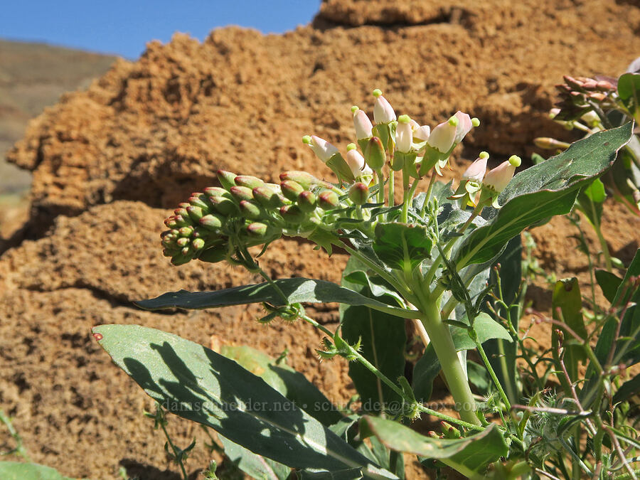 Booth's evening-primrose (Eremothera boothii) [Grapevine Mountains, Death Valley National Park, Inyo County, California]