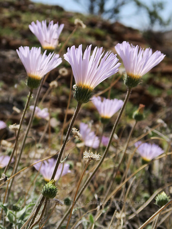Mojave asters (Xylorhiza tortifolia (Machaeranthera tortifolia)) [Grapevine Mountains, Death Valley National Park, Inyo County, California]