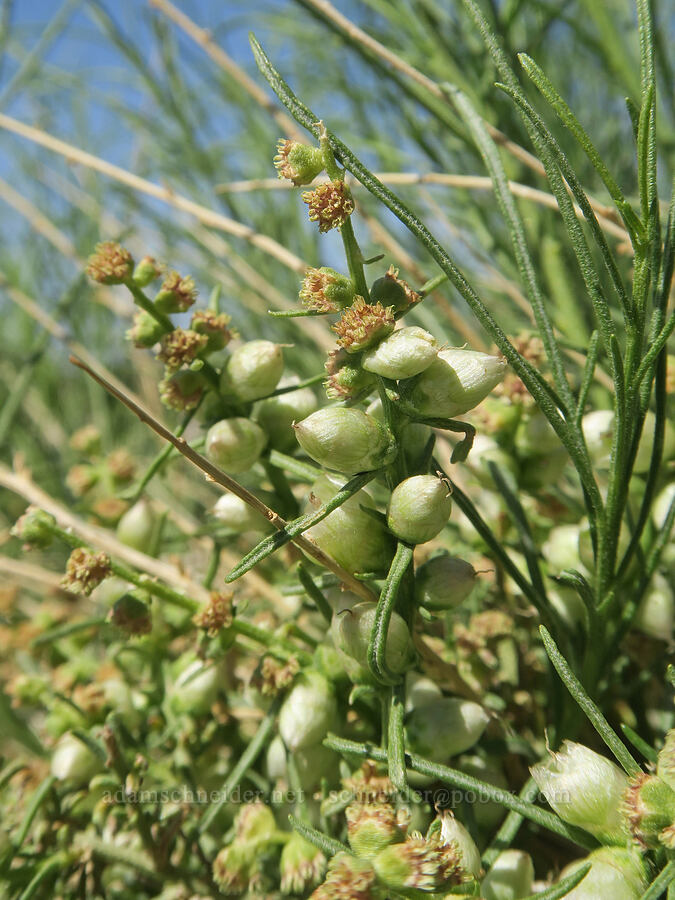 burro-brush/cheese-bush (Ambrosia salsola) [Hell's Gate, Death Valley National Park, Inyo County, California]