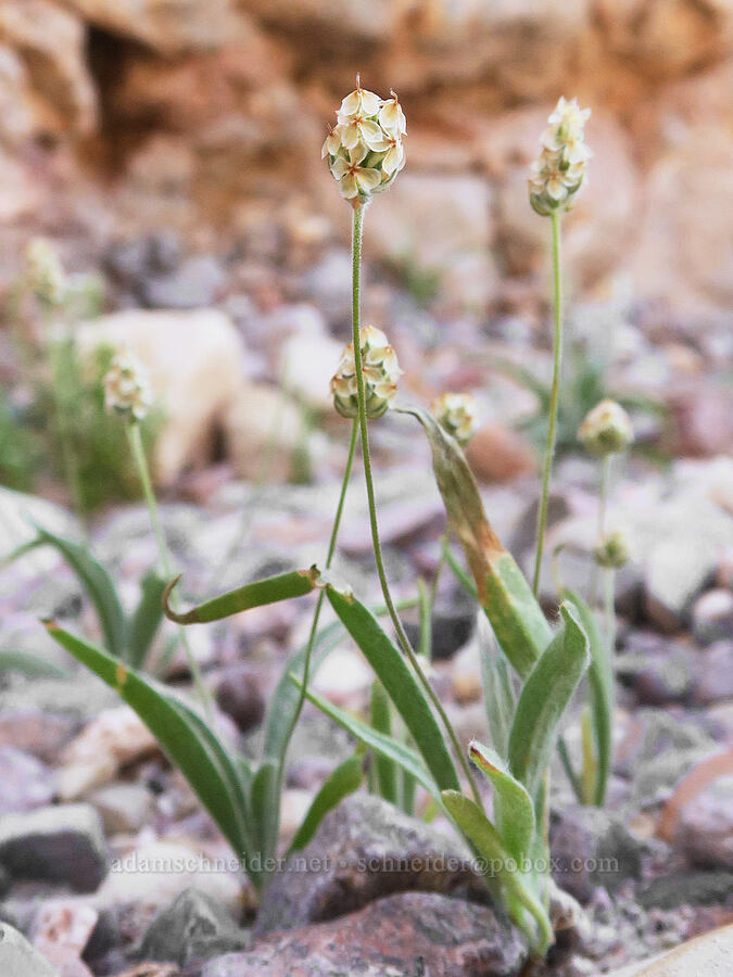 desert plantain (Plantago ovata) [Titus Canyon, Death Valley National Park, Inyo County, California]