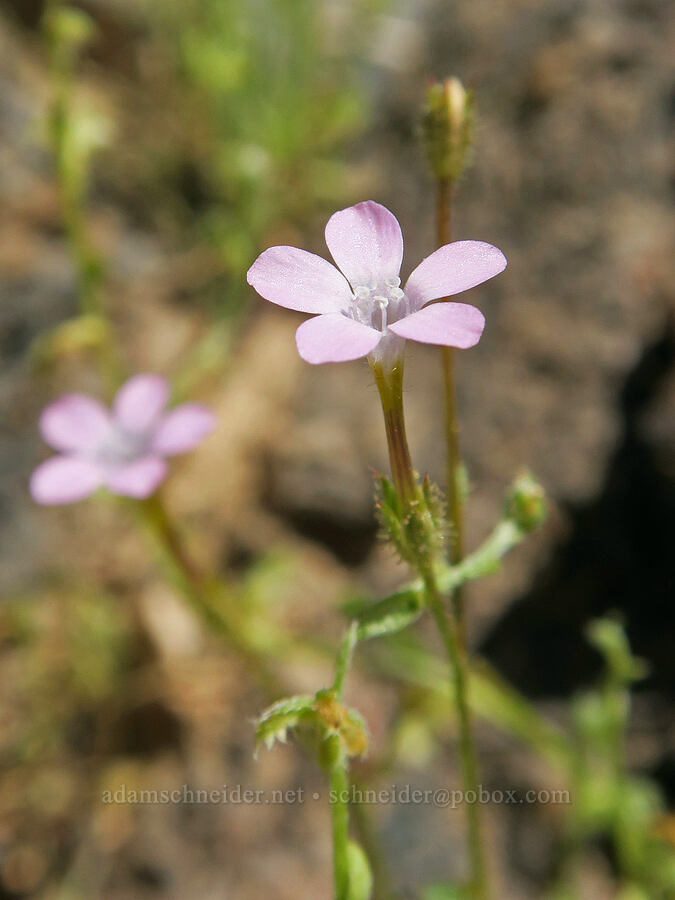 rock gilia (Gilia scopulorum) [Titus Canyon, Death Valley National Park, Inyo County, California]
