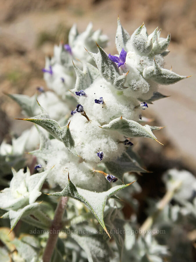 Death Valley sage (Salvia funerea) [Titus Canyon, Death Valley National Park, Inyo County, California]