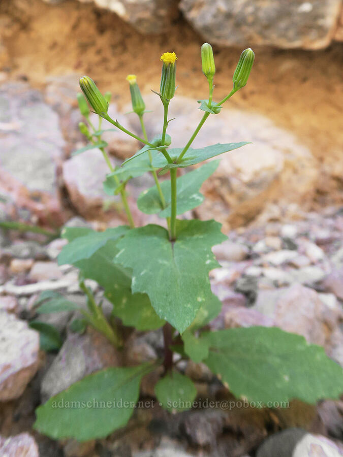 Mojave ragwort/groundsel, budding (Senecio mohavensis) [Titus Canyon, Death Valley National Park, Inyo County, California]
