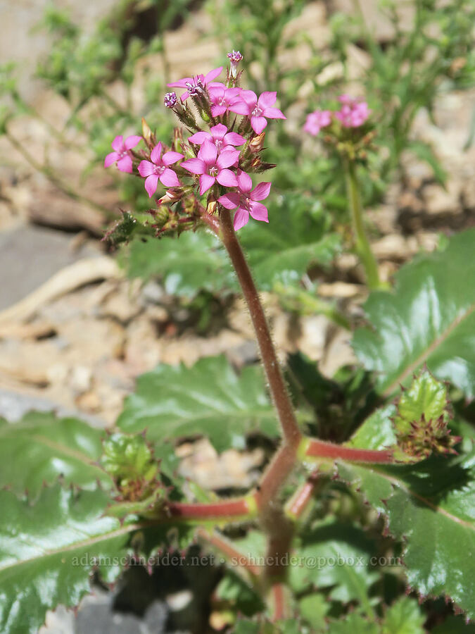 broad-leaf gilia (Aliciella latifolia ssp. latifolia (Gilia latifolia ssp. latifolia)) [Titus Canyon, Death Valley National Park, Inyo County, California]