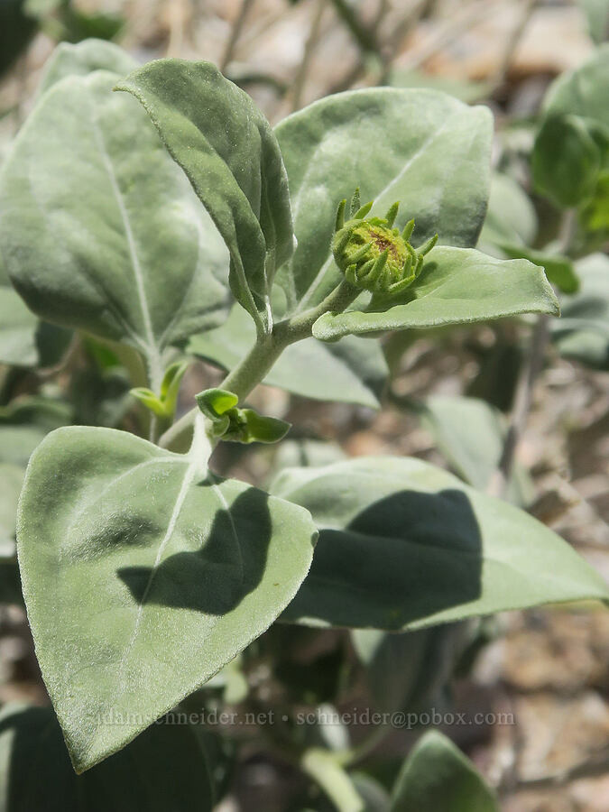Acton brittlebush, budding (Encelia actoni) [Grapevine Mountains, Death Valley National Park, Inyo County, California]