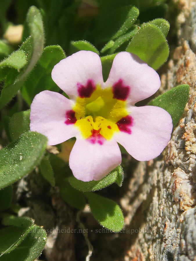Death Valley monkeyflower (Diplacus rupicola (Mimulus rupicola)) [Grapevine Mountains, Death Valley National Park, Inyo County, California]