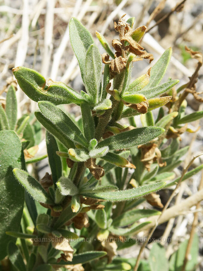 poverty-weed (Iva axillaris) [Grapevine Mountains, Death Valley National Park, Inyo County, California]
