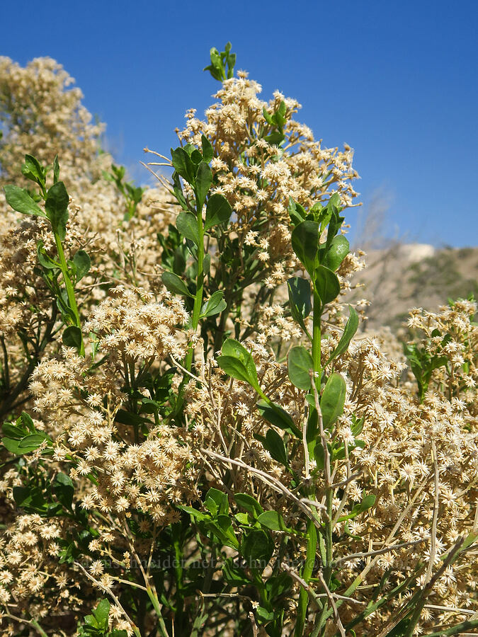 desert baccharis (Baccharis sergiloides) [Mesquite Spring, Death Valley National Park, Inyo County, California]