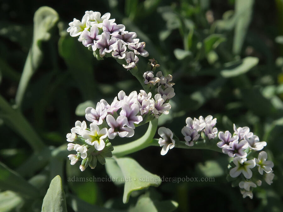 salt heliotrope (Heliotropium curassavicum) [Mesquite Spring, Death Valley National Park, Inyo County, California]