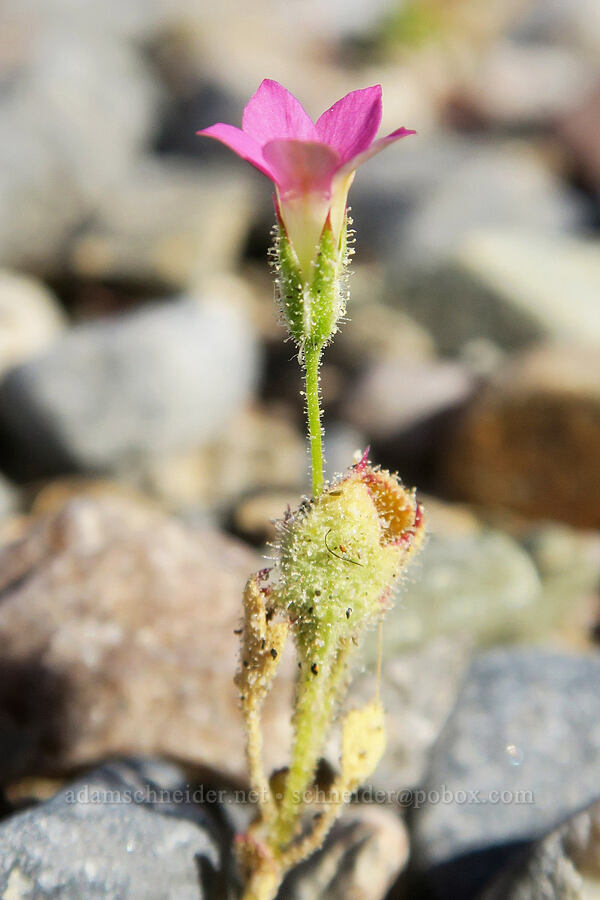 very small broad-leaf gilia (Aliciella latifolia ssp. latifolia (Gilia latifolia ssp. latifolia)) [North Highway, Death Valley National Park, Inyo County, California]