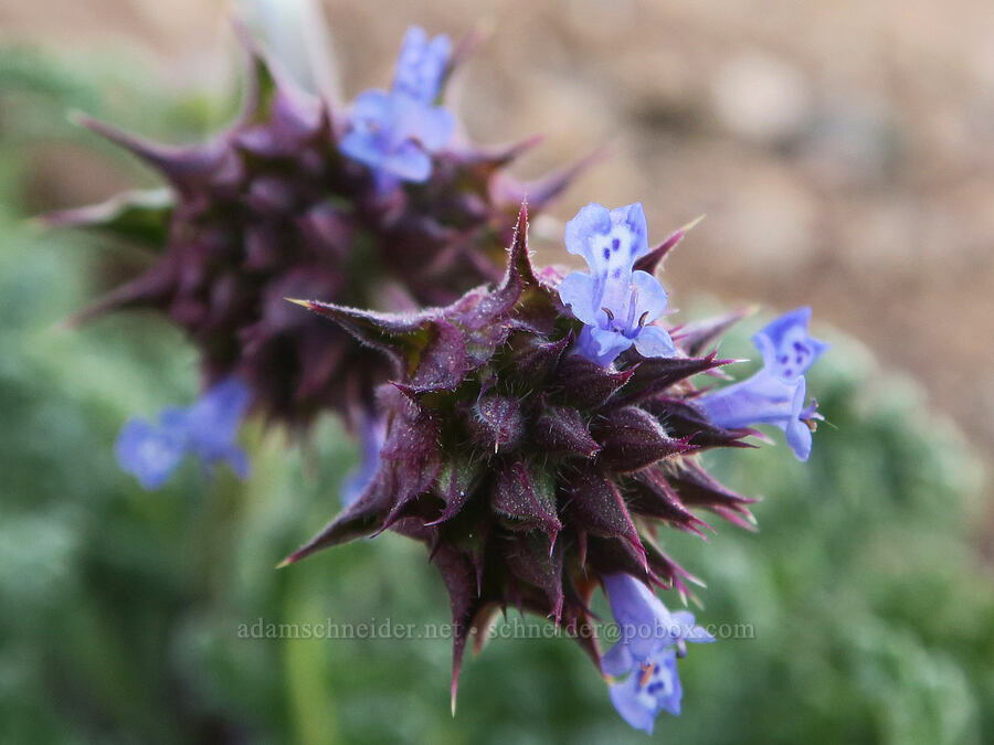 chia sage (Salvia columbariae) [Dante's View, Death Valley National Park, Inyo County, California]