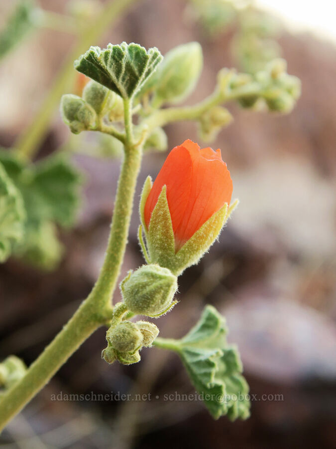 desert globe-mallow (Sphaeralcea ambigua) [Dante's View, Death Valley National Park, Inyo County, California]