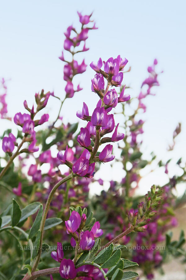 Fremont's milk-vetch (?) (Astragalus lentiginosus var. fremontii) [Dante's View Road, Death Valley National Park, Inyo County, California]