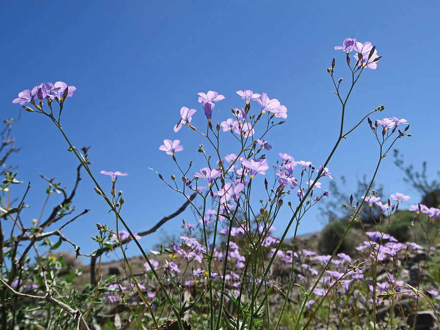 showy gilia (Gilia cana) [Highway 190, Death Valley National Park, Inyo County, California]