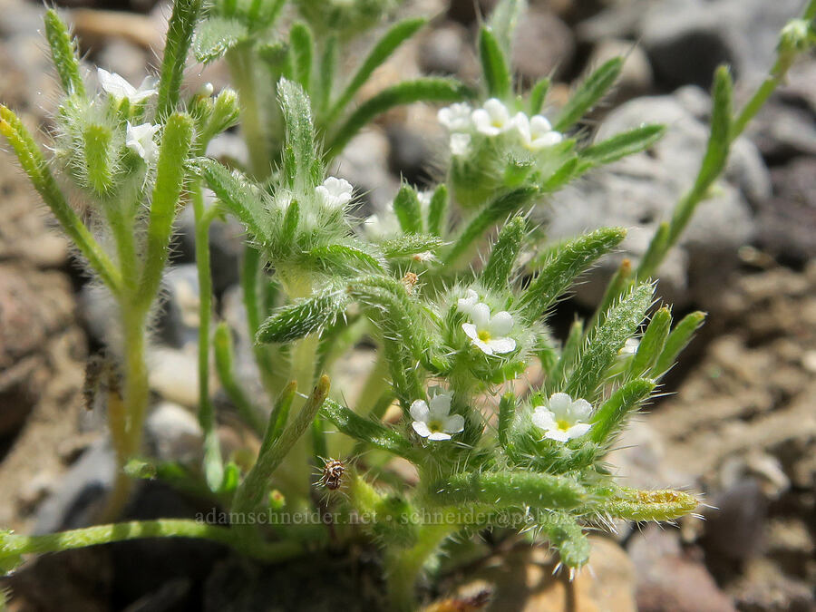 comb-seed (Pectocarya sp.) [Highway 190, Death Valley National Park, Inyo County, California]