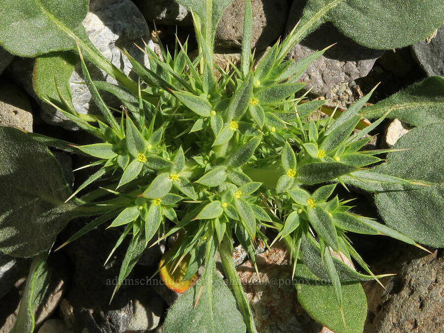 devil's spineflower (Chorizanthe rigida) [Emigrant Junction, Death Valley National Park, Inyo County, California]