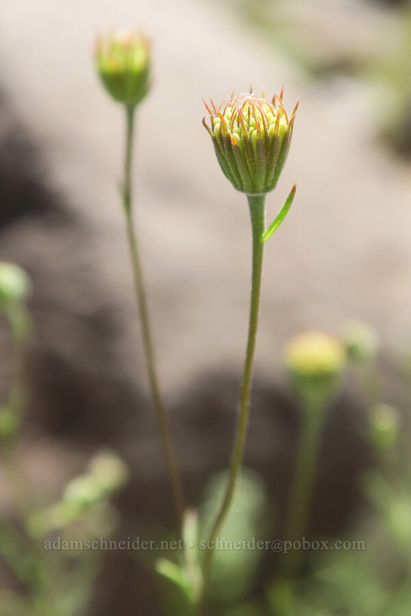 pebble pincushion, budding (Chaenactis carphoclinia var. carphoclinia) [Emigrant Junction, Death Valley National Park, Inyo County, California]