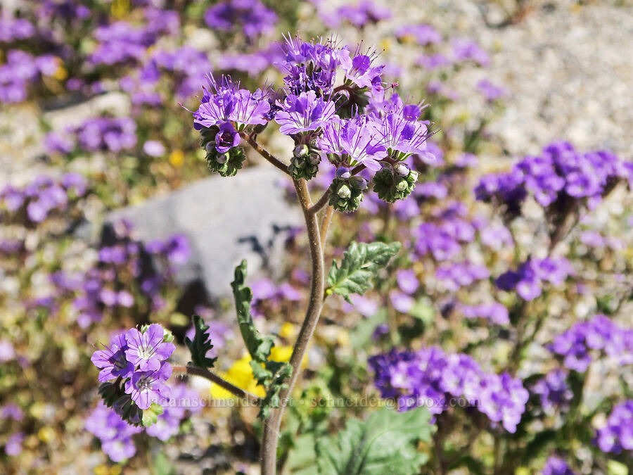 notch-leaf phacelia (Phacelia crenulata) [Emigrant Junction, Death Valley National Park, Inyo County, California]