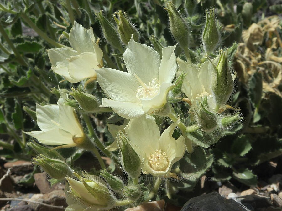 rock-nettle (Eucnide urens) [Mosaic Canyon, Death Valley National Park, Inyo County, California]