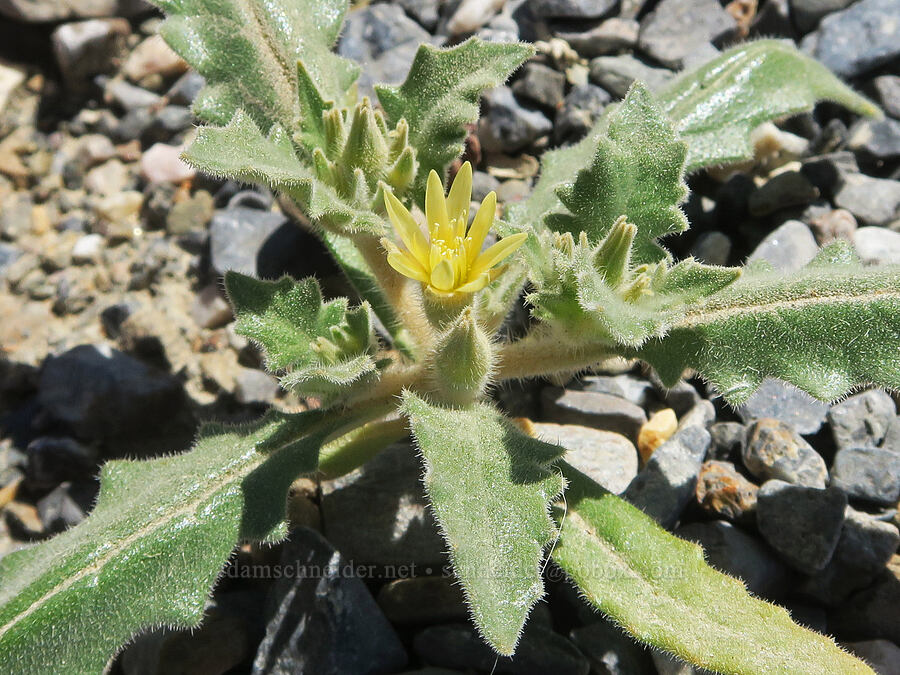 Panamint blazing-star (Mentzelia reflexa) [Mosaic Canyon, Death Valley National Park, Inyo County, California]