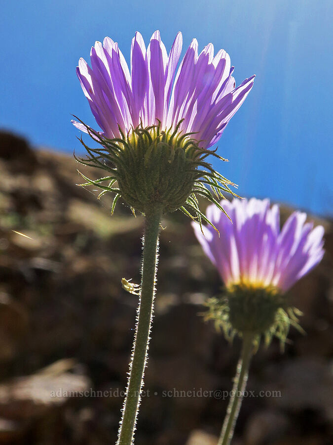 Mojave asters (Xylorhiza tortifolia (Machaeranthera tortifolia)) [Mosaic Canyon, Death Valley National Park, Inyo County, California]