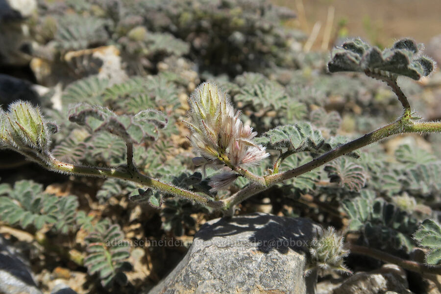 soft prairie-clover (Dalea mollissima) [Emigrant Canyon, Death Valley National Park, Inyo County, California]