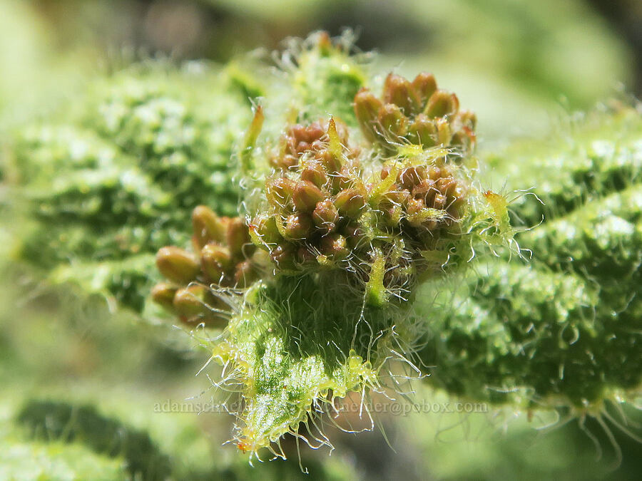 valley ring-stem, budding (Anulocaulis annulatus (Boerhavia annulata)) [Emigrant Canyon, Death Valley National Park, Inyo County, California]
