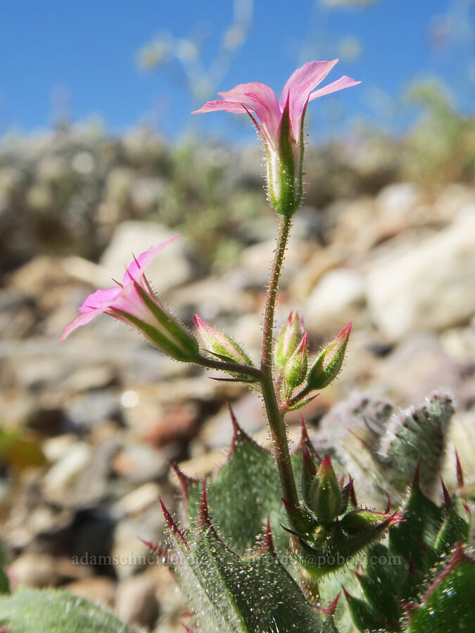 broad-leaf gilia (Aliciella latifolia ssp. latifolia (Gilia latifolia ssp. latifolia)) [Emigrant Canyon, Death Valley National Park, Inyo County, California]