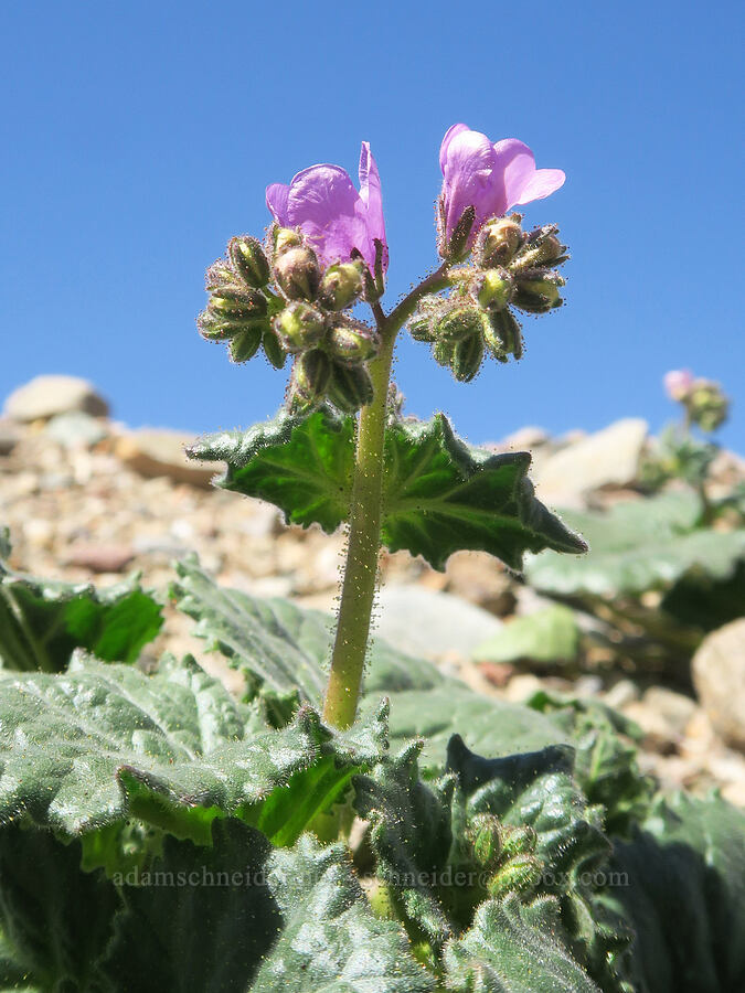 caltha-leaf phacelia (Phacelia calthifolia) [Emigrant Canyon, Death Valley National Park, Inyo County, California]