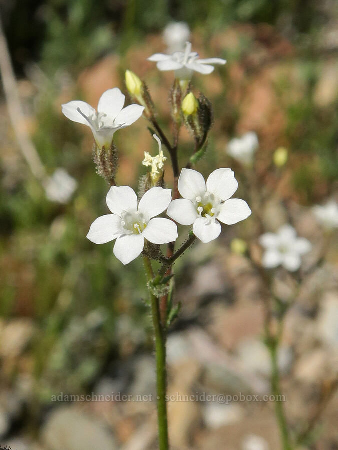 star gilia (Gilia stellata) [Emigrant Canyon, Death Valley National Park, Inyo County, California]